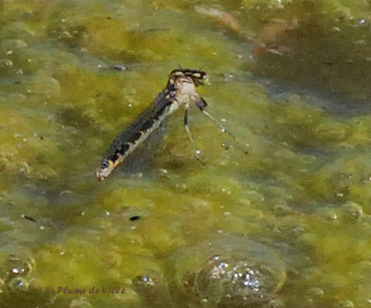 Agrion porte-coupe.