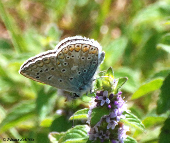 L'Azuré commun ou Argus bleu ou Azuré de la Bugrane. [Polyommatus icarus