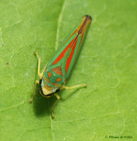 Cicadelle du rodho