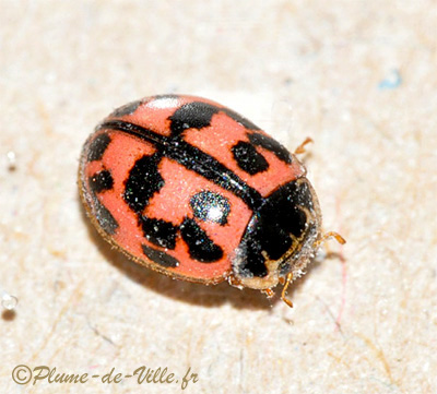 Coccinelle rose
