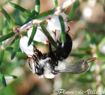 Andrena cineraria.