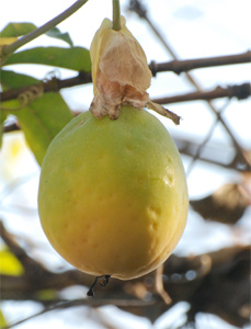 Passiflore fruit
