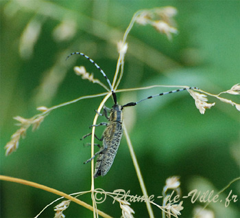 La Saperde à pilosité verdâtre. Agapanthia villosoviridescens