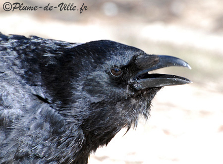 La Corneille noire. [Corvus corone