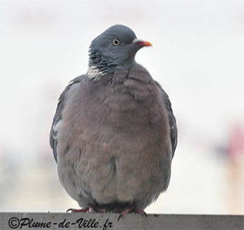 Le Pigeon ramier. [Columba palombus
