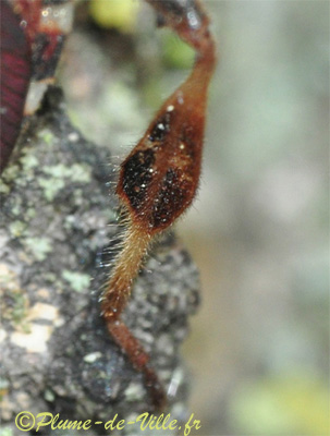 Leptoglossus occidentalis