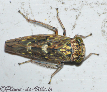 Cicadelle. Acericerus (Idiocerus) heydenii