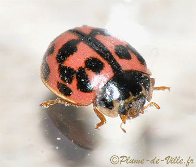 Coccinelle rose