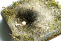 Le nid enlevé